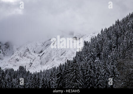 Flora und Fauna mit einer schneebedeckten Bergkette hinter Stockfoto