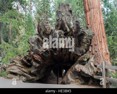 Den schiefen Baum base Stockfoto