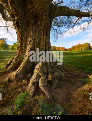 Die Wurzeln von einem majestätischen alten Baum im Spätherbst am Nachmittag leichte. Stockfoto