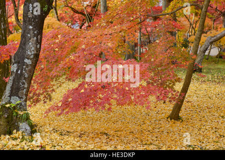 Die Magie des Herbstes am Eikan-Do-Tempel, Kyoto, Japan Stockfoto