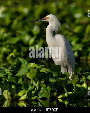 Snowy Silberreiher (Egretta unaufger) auf einem Bett aus Wasserhyazinthe Stockfoto