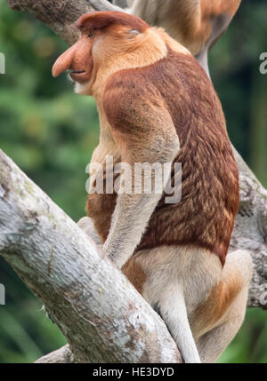 Männlichen Nasenaffe (Nasalis Larvatus) Seitenansicht Stockfoto