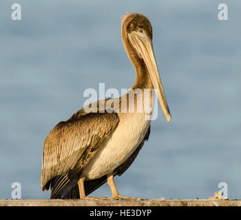 Juvenile brauner Pelikan (Pelecanus Occidentalis) Porträt in warmes Licht Stockfoto