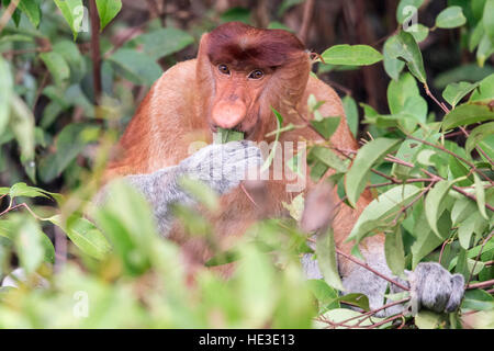 Essen eines Blattes männlichen Nasenaffe (Nasalis Larvatus) Stockfoto