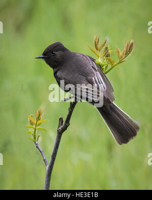 Phoebe (Sayornis Nigricans) thront schwarz Stockfoto