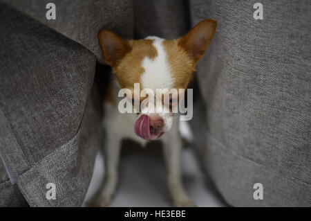 Haustier Hund braun weiße Chihuahua großen Augen Welpe stehend Stockfoto