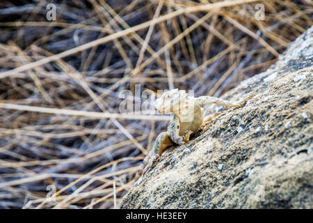 Kleine Eidechse in den Felsen außerhalb Stockfoto