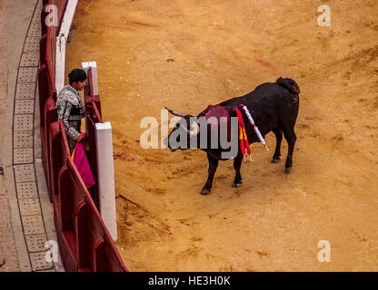 Spanien, Madrid, Stierkampf Novillada Picada in der Stierkampfarena Plaza de Toros de Las Ventas. Stockfoto