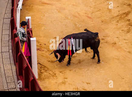 Spanien, Madrid, Stierkampf Novillada Picada in der Stierkampfarena Plaza de Toros de Las Ventas. Stockfoto