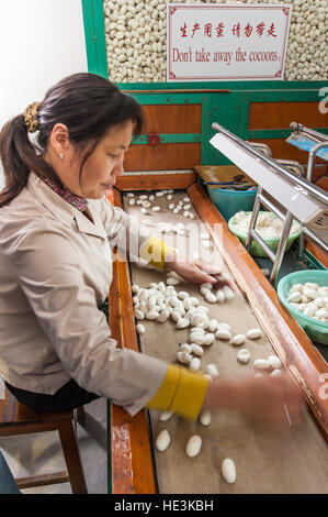 Fabrikarbeiter von Frauen sortieren Seidenraupencokons in der Seidenspinnerei Suzhou, China. Stockfoto
