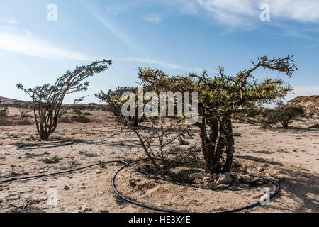 Weihrauch Baum Pflanzen Plantage Landwirtschaft wächst in einer Wüste in der Nähe von Salalah, Oman Stockfoto