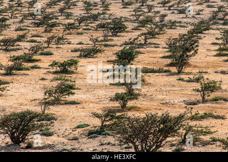 Weihrauch Baum Pflanzen Plantage Landwirtschaft wächst in einer Wüste in der Nähe von Salalah, Oman 5 Stockfoto