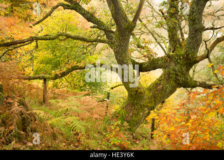 Sessile Eiche (Quercus Petraea) in der Nähe von Pitlochry, Perthshire, Schottland, UK Stockfoto