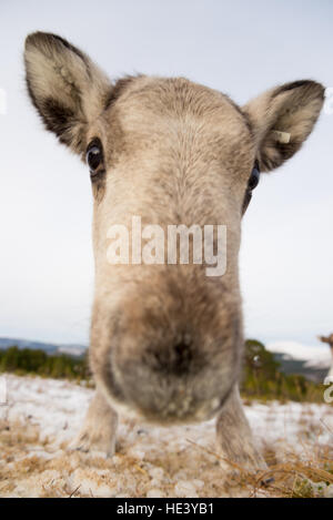 Baby-Rentier (Rangifer Tarandus) Cairngorm Nationalpark, Schottland, UK Stockfoto