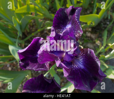 Makroaufnahme einer tief violetten Iris. Stockfoto