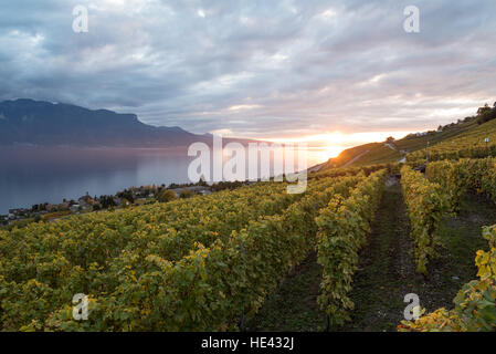 Lavaux UNESCO Welt Kulturerbe Website Weinberg in Vevey, Schweiz. Stockfoto