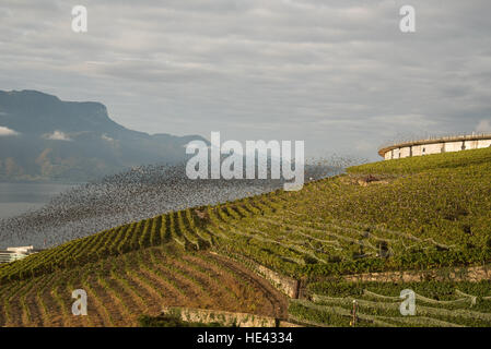 Tausende von Staren Abstieg um zu ernähren sich von reifen Trauben an die Welt Erbe Website Weinberge des Lavaux in der Nähe von vevey Stockfoto