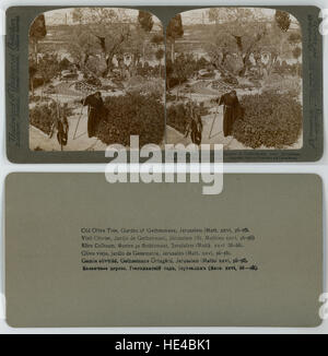Dieses Foto der alten Olivenbäume im Garten Gethsemane in der Nähe von Jerusalem spiegelt die tiefe historische und religiöse Bedeutung der Stätte wider und unterstreicht das Alter und die spirituelle Bedeutung dieser Bäume. Stockfoto