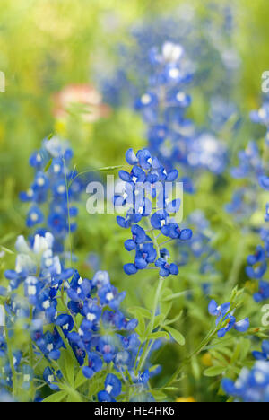 Nahaufnahme von Texas Bluebonnets Blumen Stockfoto