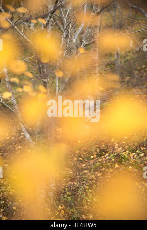 Diffuse Birke Blätter Glen Affric, Schottland. Stockfoto