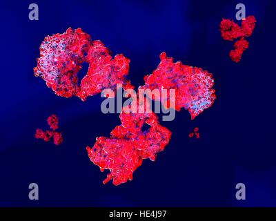 Abbildung zeigt die Struktur eines Moleküls Antikörper oder Immunglobuline. Diese Y-shaped Moleküle haben zwei Arme, die auf spezifische Antigene, zum Beispiel bakterielle oder virale Proteine binden können. Auf diese Weise kennzeichnen sie das Antigen für Zerstörung. Stockfoto