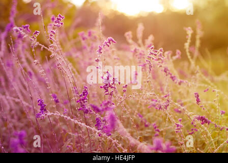 Sonnendurchflutetes lila Wildblumen Stockfoto