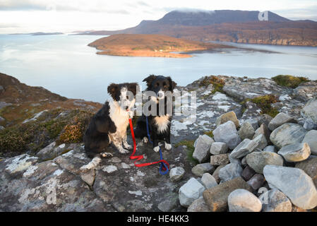 Zwei schottischer Collie Schäferhunde in den Highlands, Ullapool, Schottland. Stockfoto