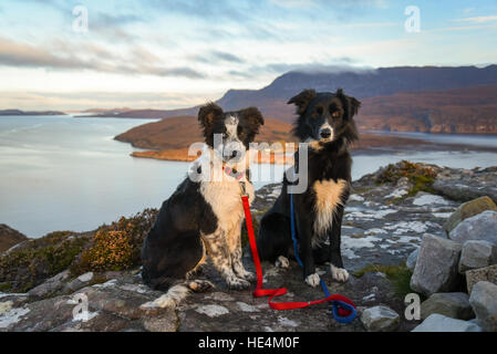 Zwei schottischer Collie Schäferhunde in den Highlands, Ullapool, Schottland. Stockfoto