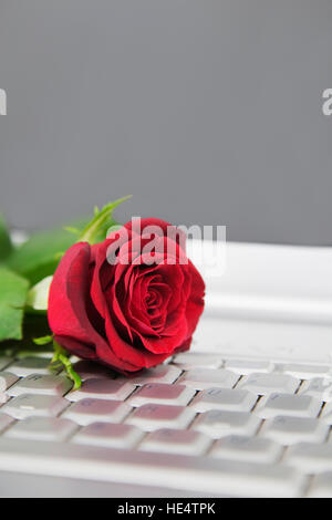 Eine rote Rose auf einem Laptopcomputer Stockfoto