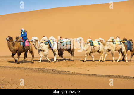 Chinesische Touristen auf Kamelen in der Wüste am Shapotou Scenic Area, Zhongwei, Ningxia, China Stockfoto
