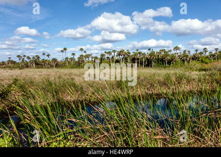 Florida The Everglades, Tamiami Trail, Fakahatchee Strand State Preserve, Landschaft, Sägegras, FL161129321 Stockfoto