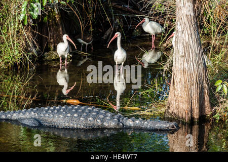 Florida, Süd, die Everglades, Tamiami Trail, Fakahatchee Strand State Preserve, American Alligator mississippiensis, weißes Ibis Eudocimus albus, Besucher Stockfoto