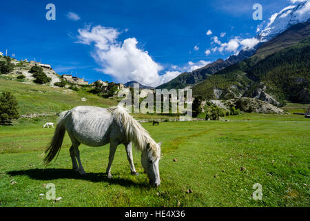 Auf einer Wiese unterhalb des Dorfes ist ein weißes Pferd Weiden. Stockfoto