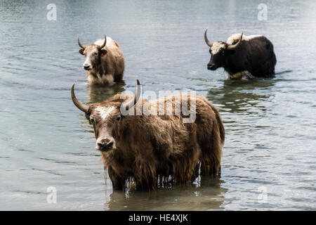 Eine Herde von Yaks steht im Wasser von Ice Lake Stockfoto