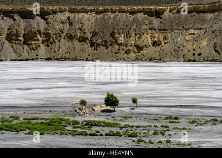 Karge Landschaft mit 2 Bäume und einige grüne Büsche in der Kali Gandaki Tal im oberen Mustang Stockfoto