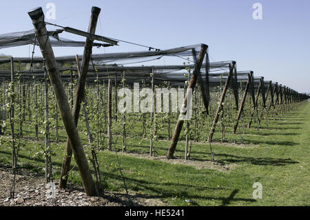 Obsthof am Bodensee, Thurgau Kanton, Schweiz, Europa Stockfoto