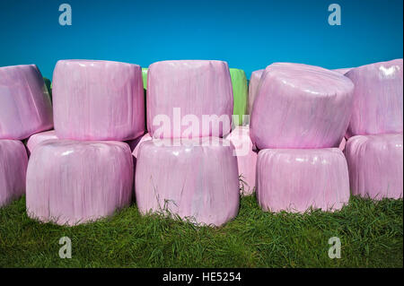 Silageballen in rosa und grün Kunststoff wickeln, Bayern, Deutschland Stockfoto