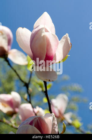 Untertasse Magnolienblüten (Magnolia × Soulangeana) Stockfoto