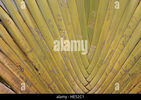 Namen auf einer Palme geschnitzt Stockfoto