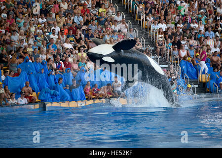 Orca (Orcinus Orca) springen aus dem Wasser, Orca show, Loro Parque, Puerto De La Cruz, Teneriffa, Kanarische Inseln, Spanien Stockfoto