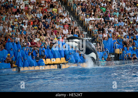 Orca (Orcinus Orca) springen aus dem Wasser, Orca show, Loro Parque, Puerto De La Cruz, Teneriffa, Kanarische Inseln, Spanien Stockfoto