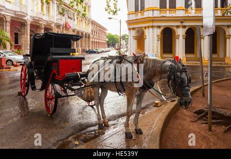 Ein Pferd steht triefend nass vom Regen mit einer Kutsche in Alt-Havanna, Kuba verbunden. Stockfoto