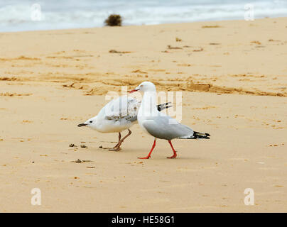 Silberne Möwen (Larus novaehollandiae), Erwachsene und unreif in bettelnde Körperhaltung, Seaspray, Victoria, VIC, Australien Stockfoto