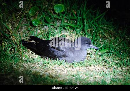 Fleisch-footed Shearwater oder Muttonbird (Puffinus carneipes) Rastplätze auf dem Waldboden, Lord Howe Island, New South Wales, NSW, Australien. Stockfoto