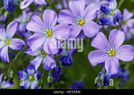 Linum perenne 'Saphyr', Blauer Flachs, Lint Stockfoto