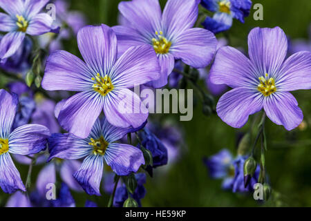 Linum Perenne Saphyr, blauer Flachs, Fusseln oder mehrjährige Flachs in voller Blüte Stockfoto