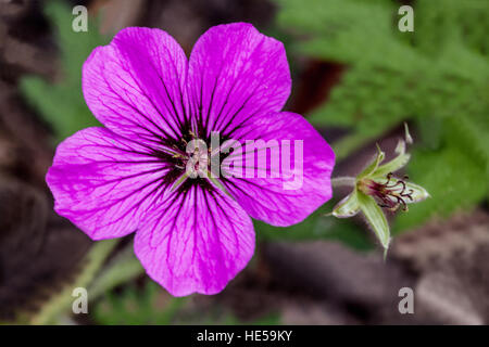 Geranium Psilostemon 'Bressinham Flair' Storchschnabel in voller Blüte Stockfoto