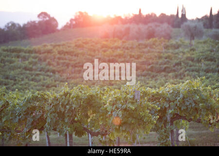 Toskanischen Hügel und die Landschaft von der Straße Santa Lucia, San Gimignano, Toskana, Italien. Stockfoto