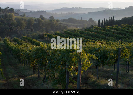 Familie Weinberge der Strada Comunale di Santa Lucia, San Gimignano, Italien Stockfoto