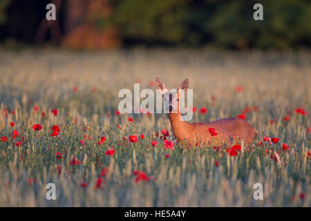 Rehe Capreolus Capreolus in einem Mohnfeld Stockfoto